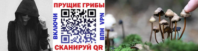 Купить закладки  Новосиль  Галлюциногенные грибы мицелий 
